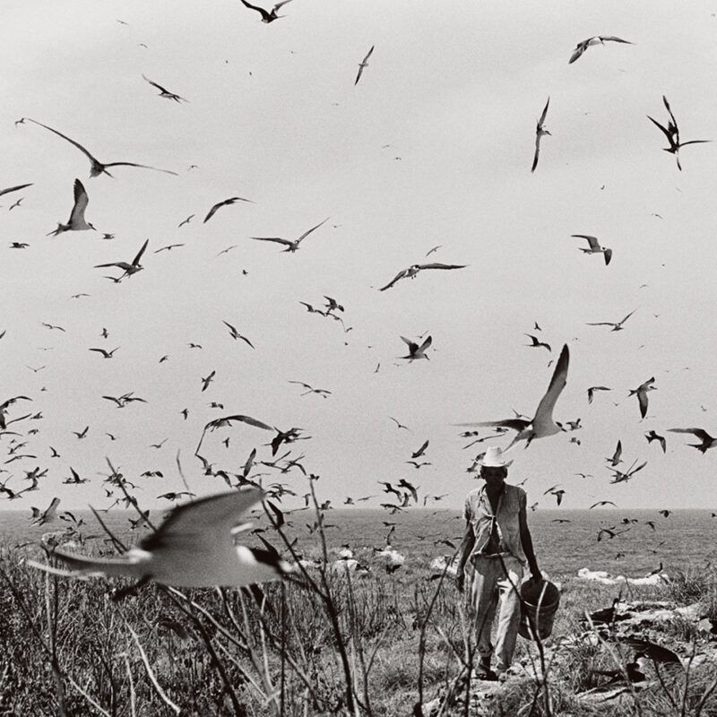 gracierla iturbide Matador iñarritu