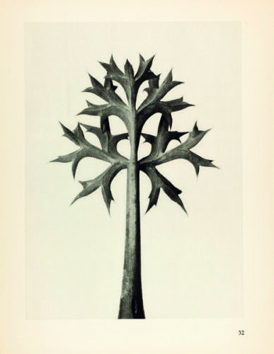 Eryngium Bourgatii. Mannstreu. Blatt in 5facher Vergrößerung 1928 © Karl Blossfeldt
