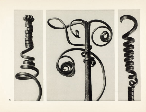 Cucurbita. Kürbisranken in 4facher Vergrößerung 1928 © Karl Blossfeldt