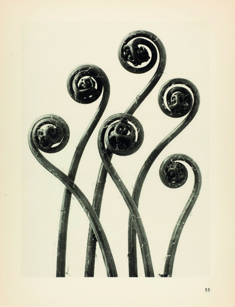 Adiantum pedatum. Haarfarn. Junge gerollte Blätter in 8facher Vergrößerung 1928 © Karl Blossfeldt